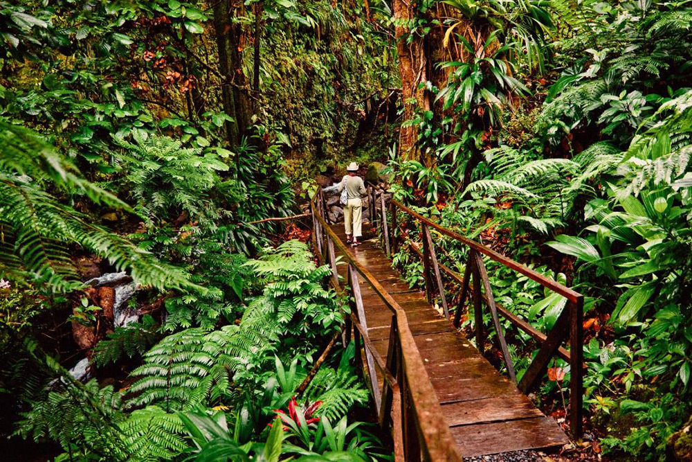 DOMINICA FOREST