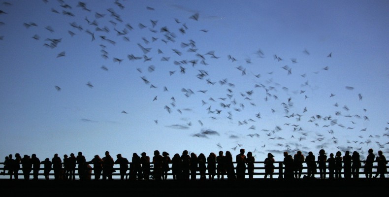 تماشای خفاشها در هاید پارک لندن؛ تفریح رایگان لندن در شب