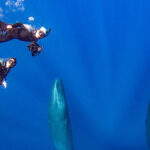 Diving in Dominica