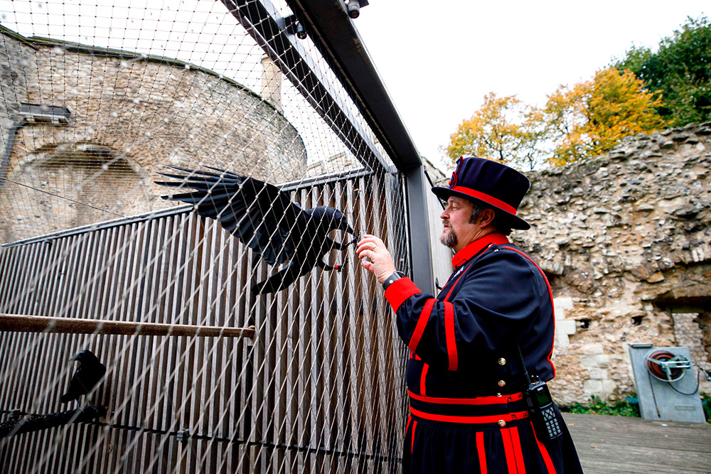 Six ravens are kept in the Tower of London