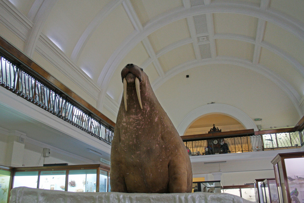 Horniman's walrus