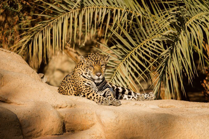 Saudi Wildlife Center