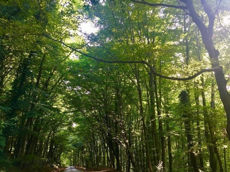 یک سفر کوتاه به جنگل بلگراد داشته باشید