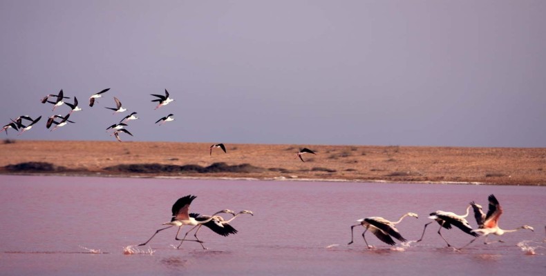 پرندگان مهاجر در تالاب لیپار چابهار در فصل مهاجرت