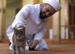 مسجد عزیز محمد استانبول؛ پناهگاه گربه های خیابانی!