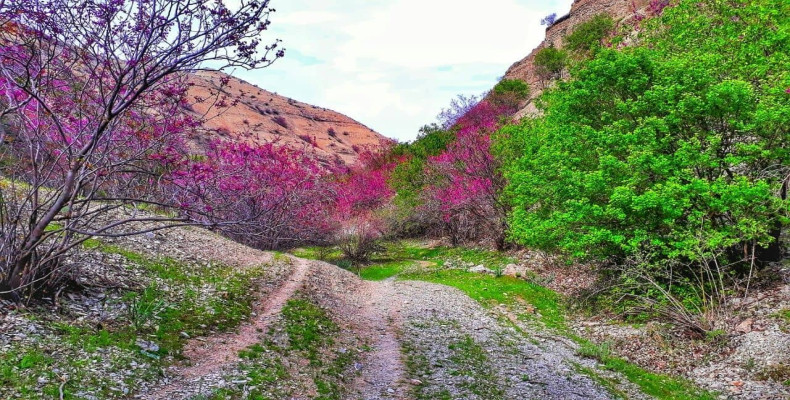 دشت ارغوان