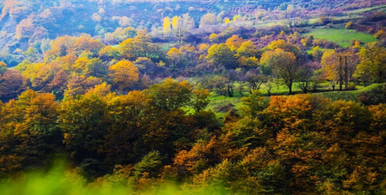 جنگل حیران