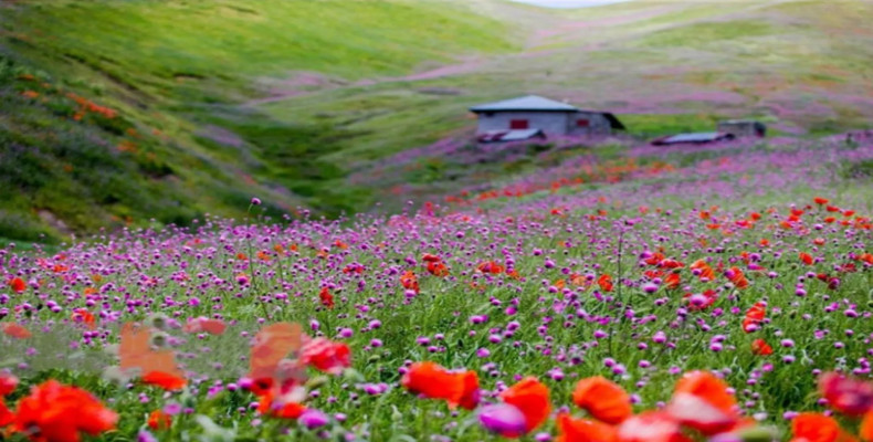 بهار در ایران کجا بریم، دشت شقایق اسالم