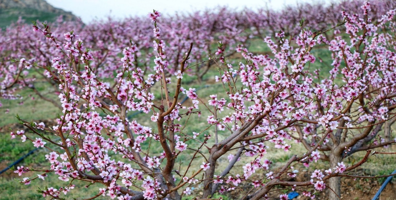 بهار در ایران کجا بریم به دیدن شکوفه های سنندج