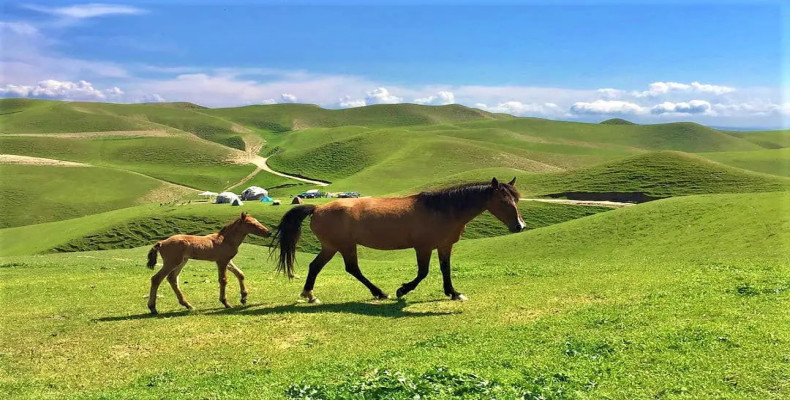 بهار در ایران کجا بریم ، ترکمن صحرا