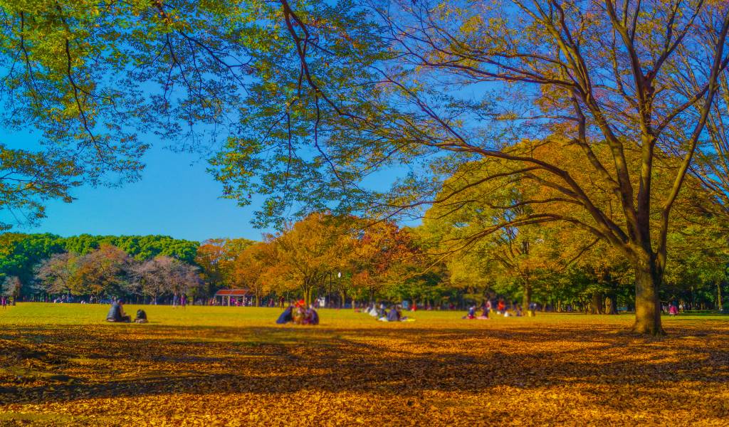 سفر به ژاپن در پاییز