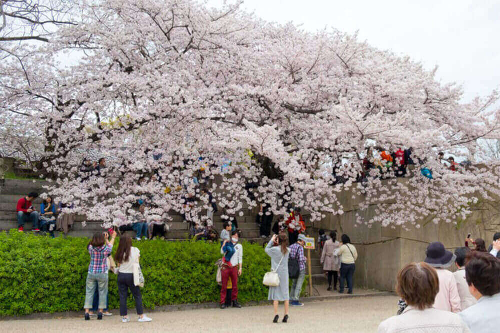تماشای شکوفه‌های گیلاس در سفر به ژاپن در فروردین ماه