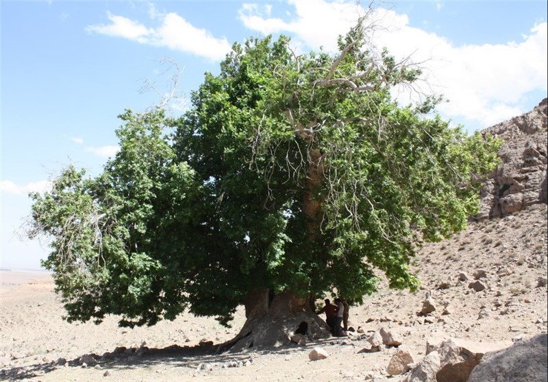 درخت چنار چشمه اکبری