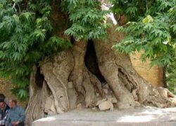 قدیمی ترین درختان ایران