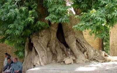 قدیمی ترین درختان ایران