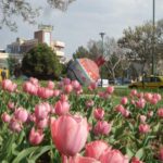 سفر به تبریز در بهار