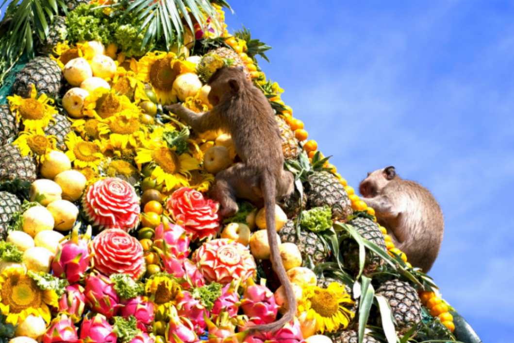 بهترین فستیوال های تایلند؛ ضیافت میمون لوپبوری
