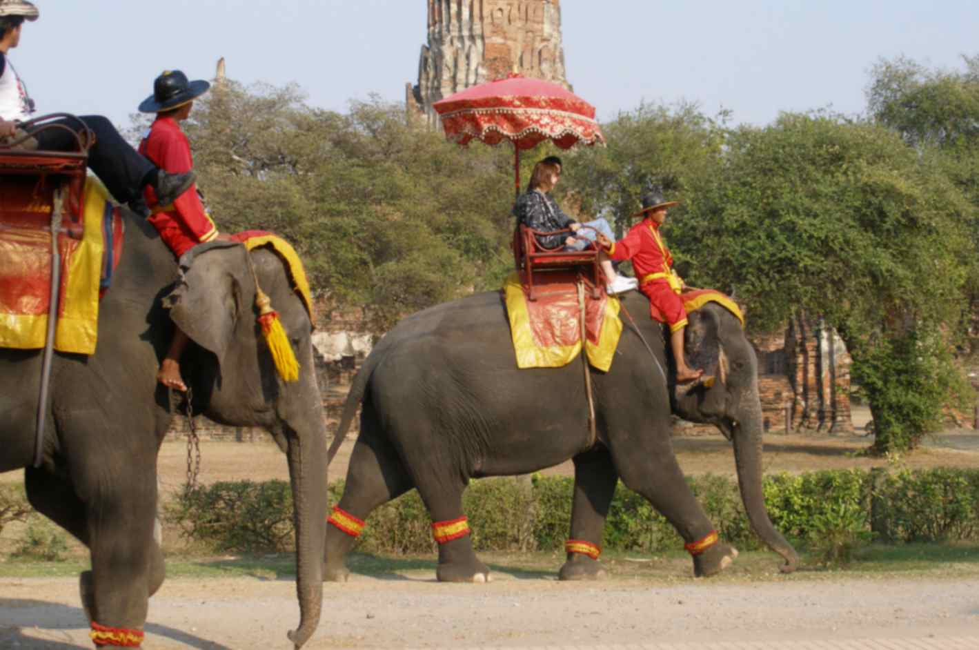فیل‌ها؛ از نمادهای معروف تایلند