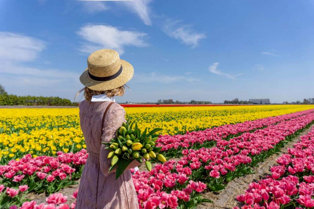 هلند به چی معروفه؟ گل‌های لاله