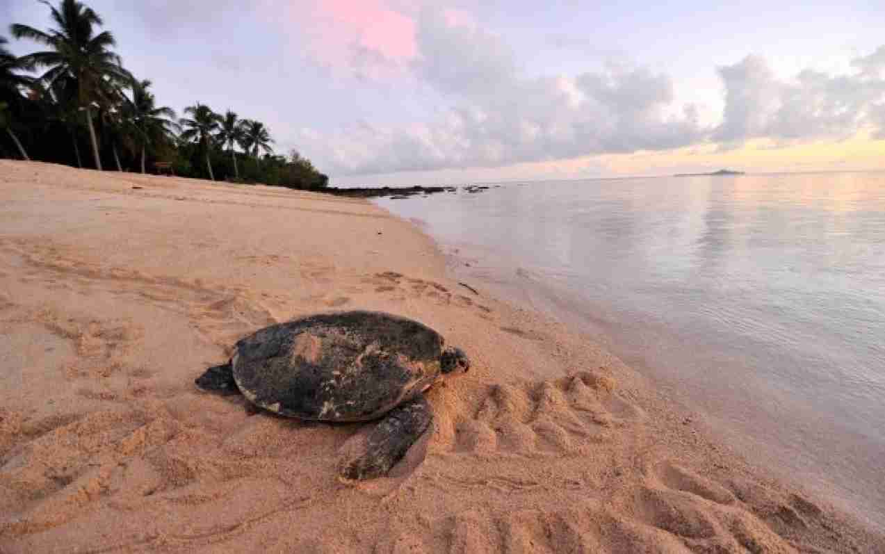 جزیره لاکپشت سلینگان