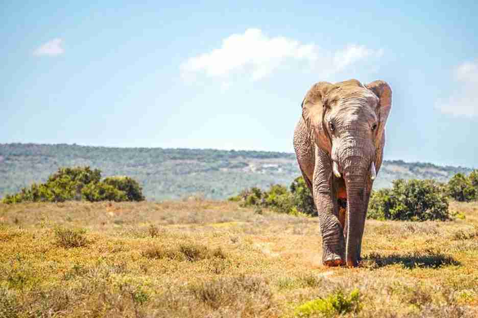بهترین پار‌ک‌ های ملی در آفریقای جنوبی؛ پارک ملی آدو الفنت