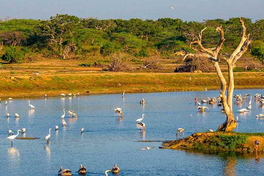 پارک ملی بوندالا؛ یکی از بهترین پارک های ملی سریلانکا