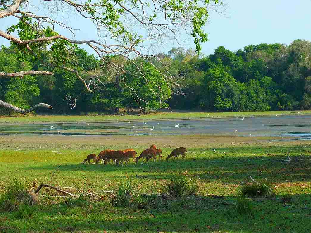 پارک ملی ویلپاتو؛ یکی از بهترین پارک های ملی سریلانکا 
