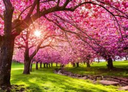 سفر به آسیا در بهار؛ بهشت روی زمین را پیدا کنید!