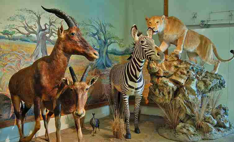 موزه حیات‌وحش دارآباد