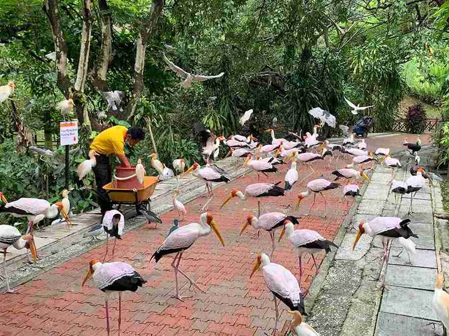 پارک پرندگان کوالالامپور