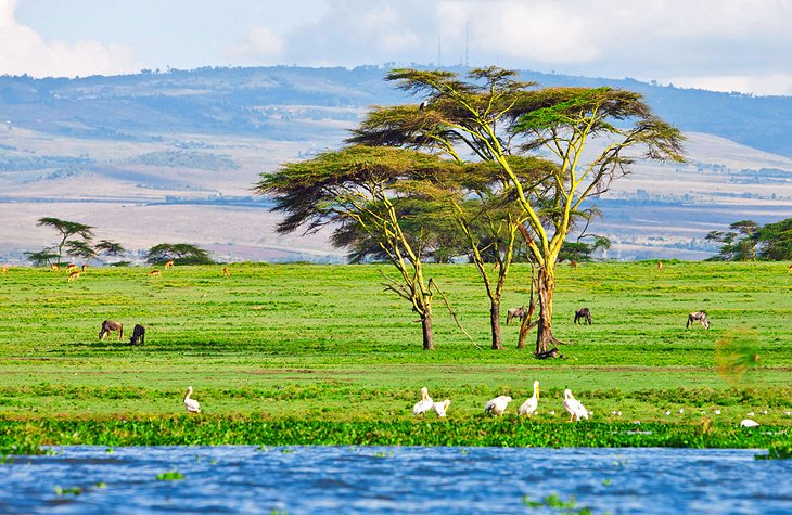 دریاچه Naivasha