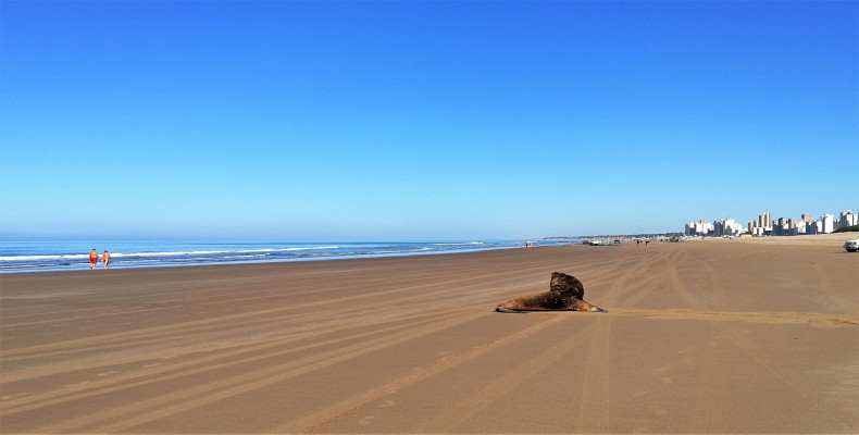 ساحل Necochea