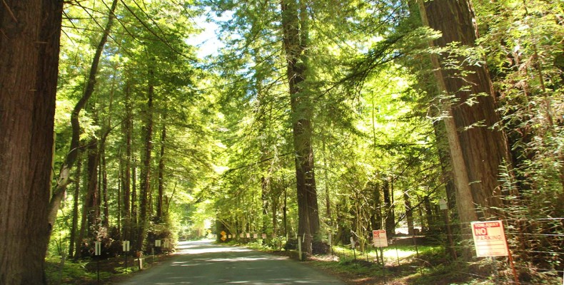 بوهمین گروو (Bohemian Grove) – کالیفرنیا
