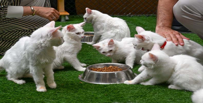 گربه‌های سفید وان ترکیه در مرکز پرورش گربه وان