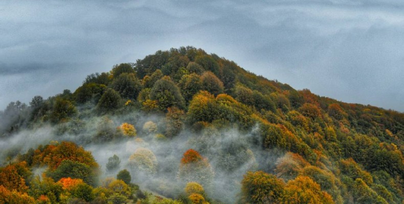 جنگل الیمستان آمل