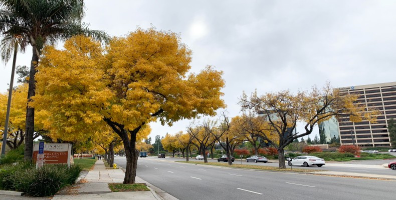 آب و هوای لس آنجلس در پاییز و درختان پاییزی